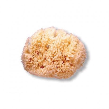 Medium Natural Sponge