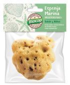 Mediterranean Sea Sponge for Children